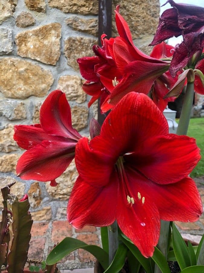 Amaryllis regina 12