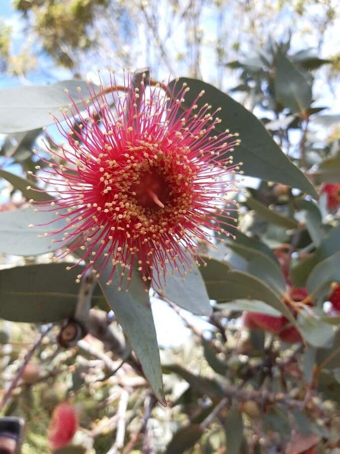 Eukalyptus 6