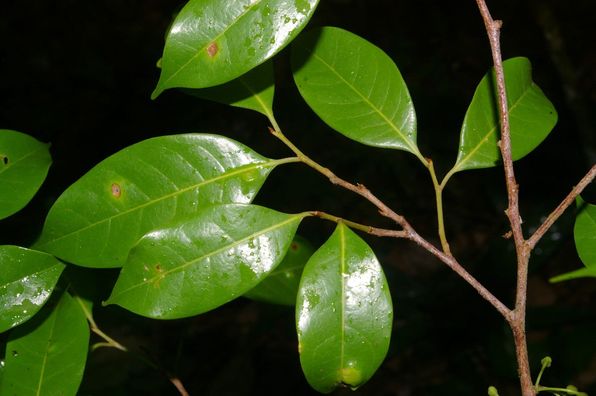 Sarcaulus 3