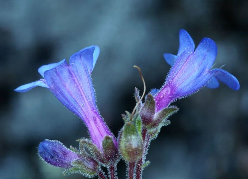 Penstemon basso