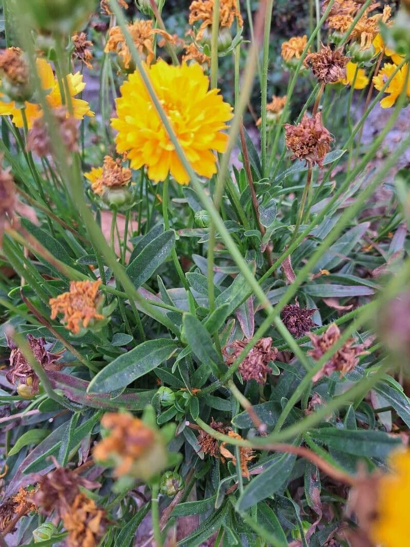 Coreopsis grandiflora 18