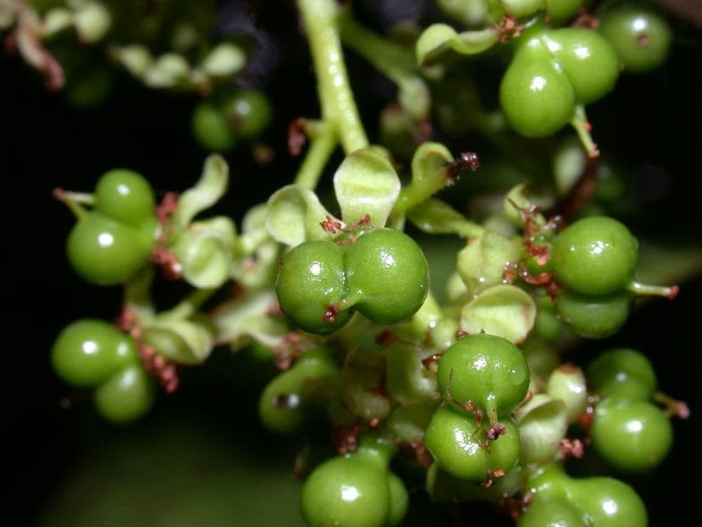 Pinzona coriacea
