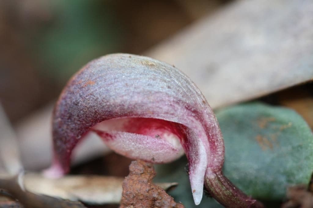 Corybas 3