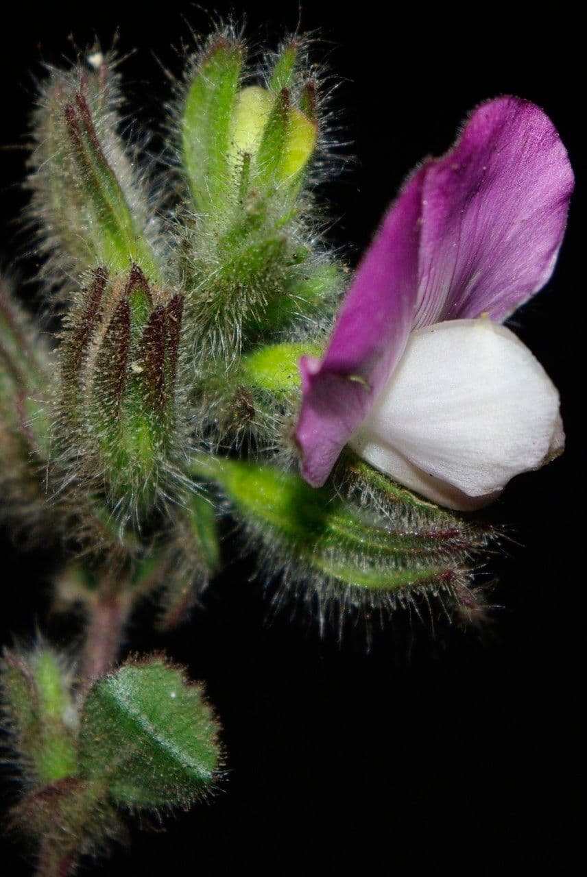 Resedella bianca 2