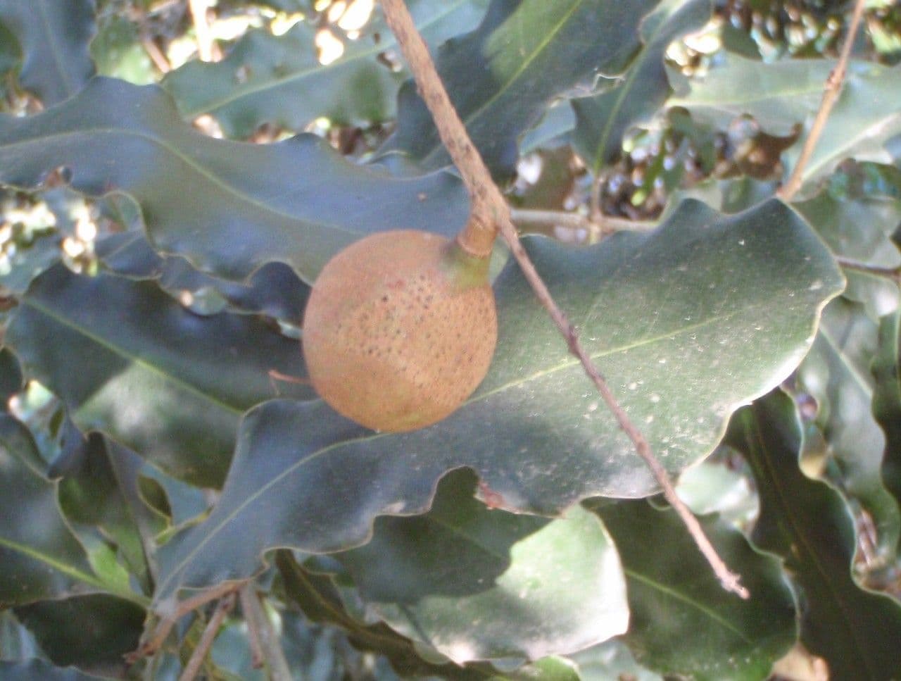 Macadamia 3