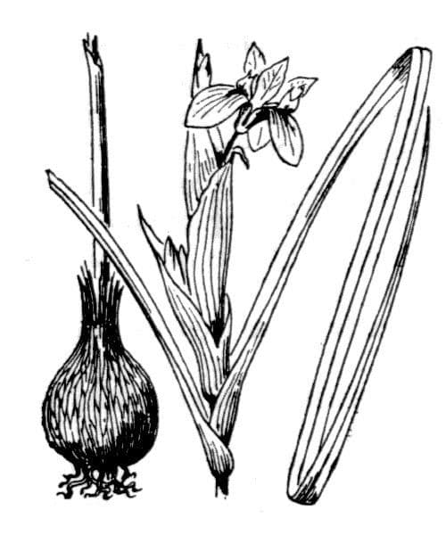 Moraea 24