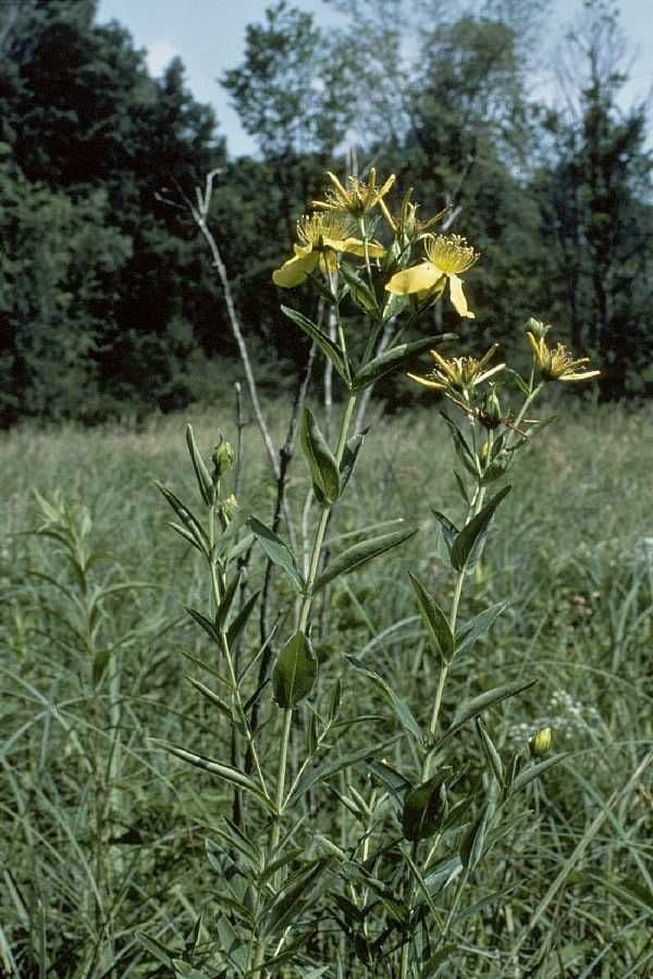 Millepertuis ascyron 8