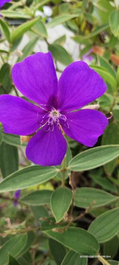 Flor de princesa 30