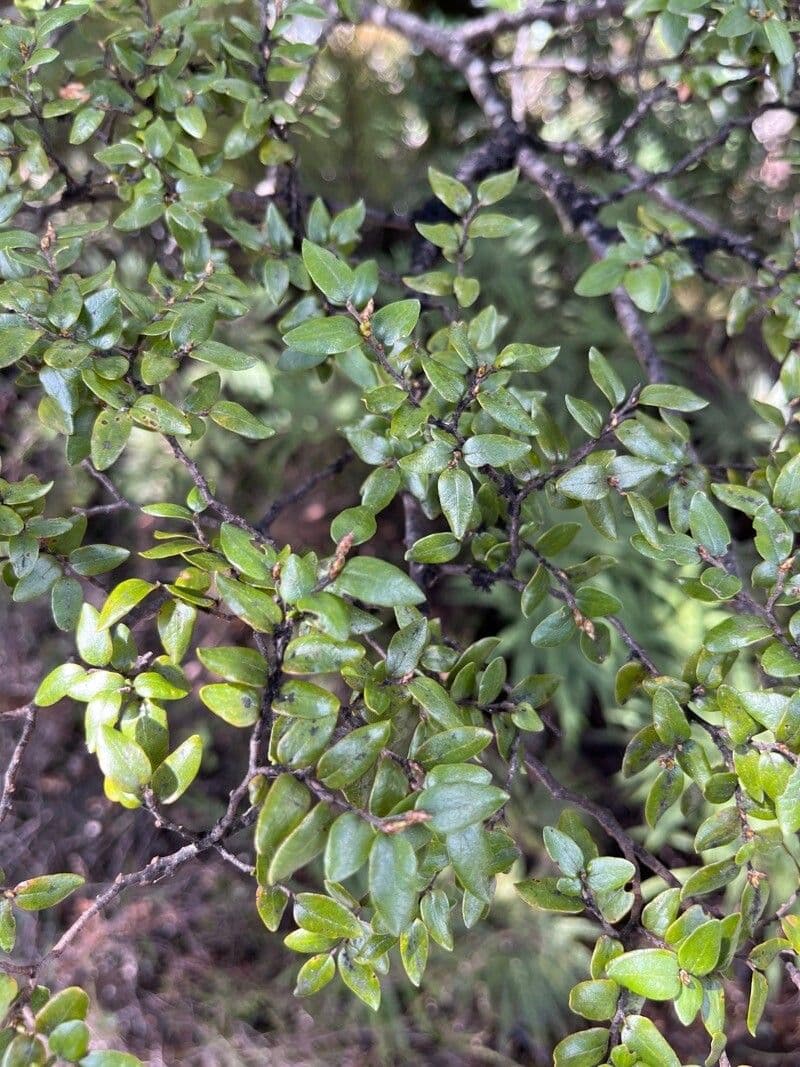 Nothofagus 7