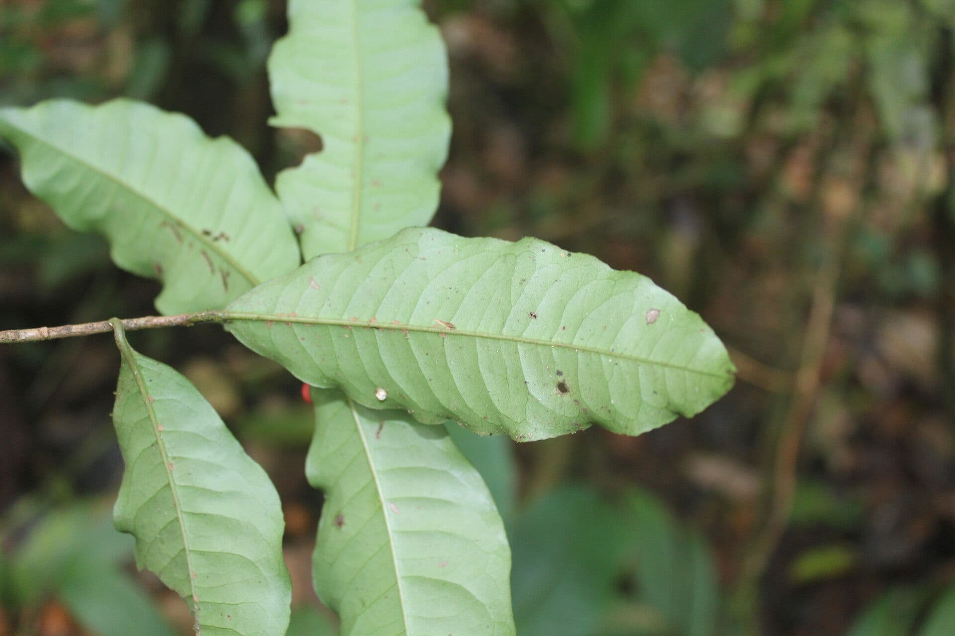 Ardisia de Guyane 15