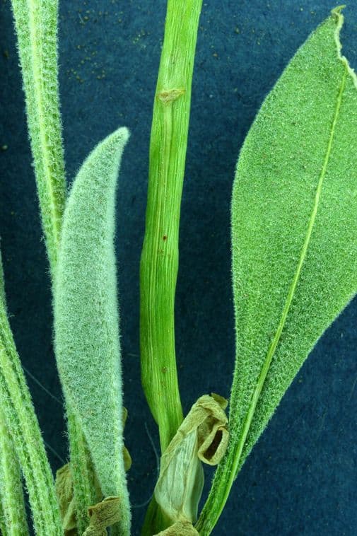 Phoenicaulis 14