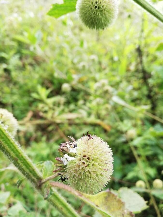 Hyptis capitata 10