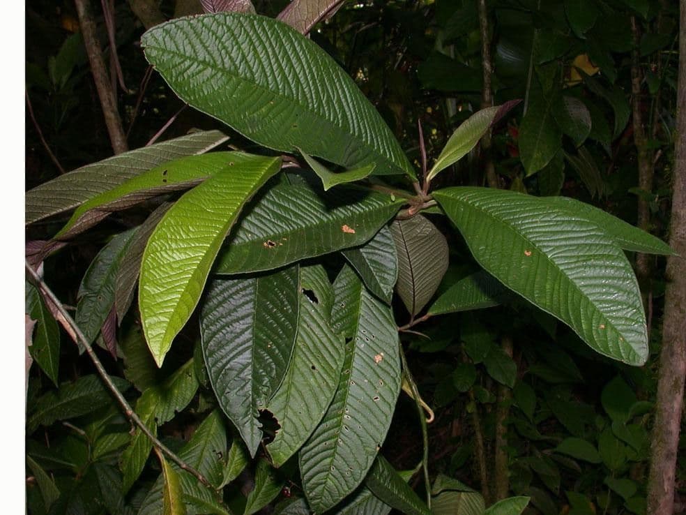 Ardisia 18