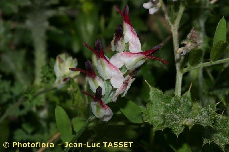 Fumaria macrosepala 4