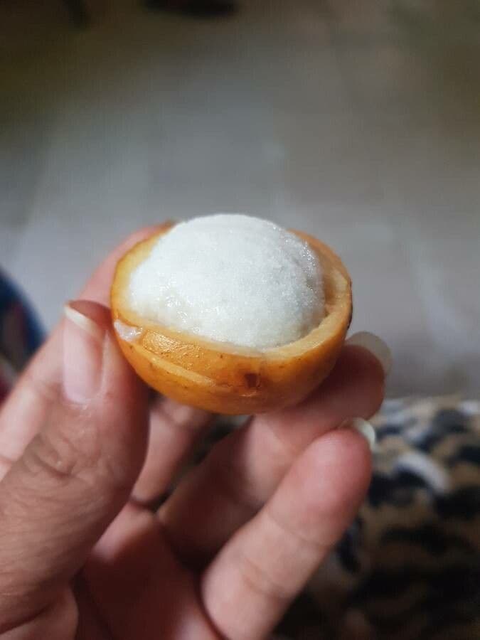 Garcinia 2