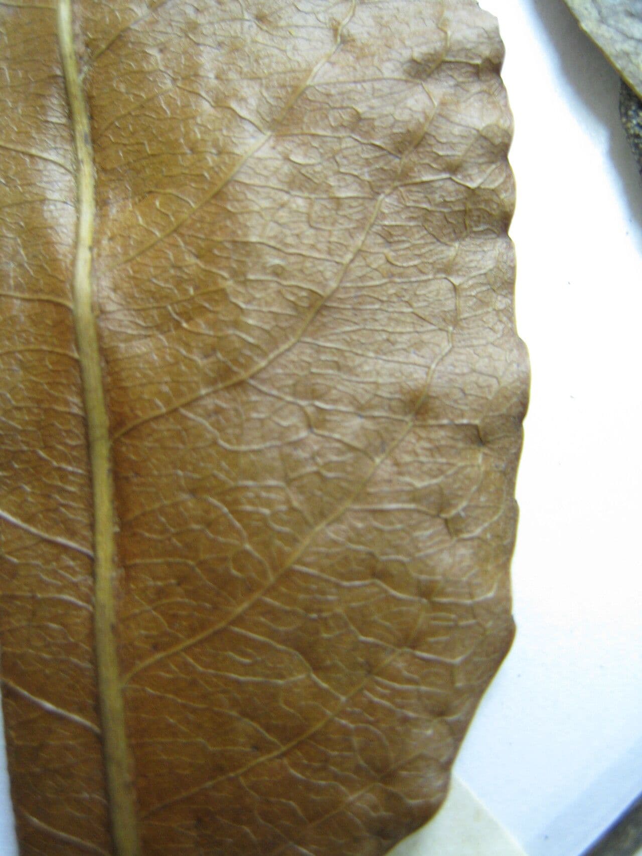 Hippocratea 23
