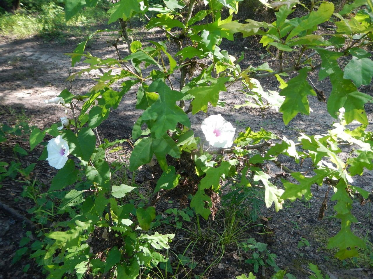 Ipomoea pandurata 7