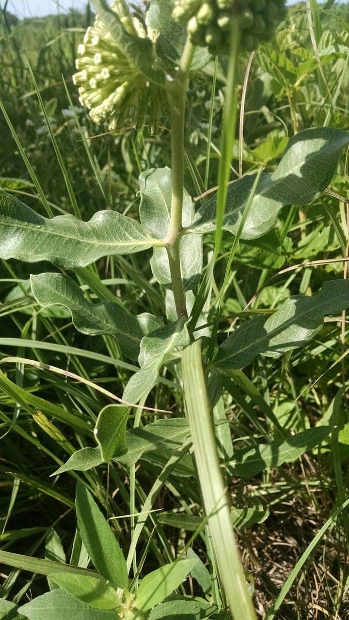 Asclépiade à fleurs vertes 21