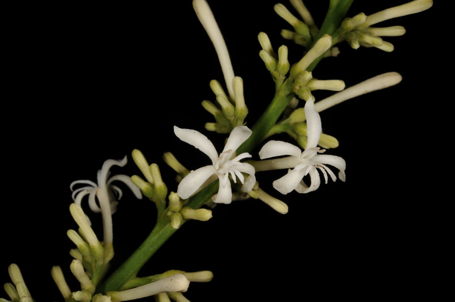 Angostura 4