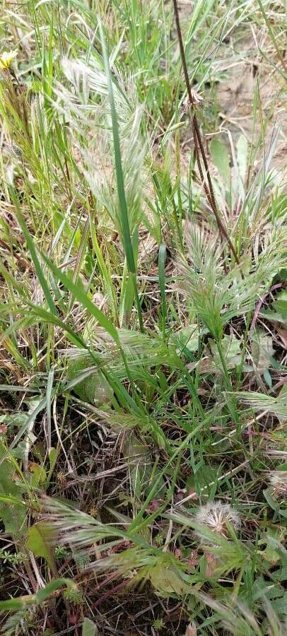 Festuca ligure 8