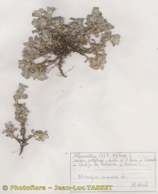 Micropus supinus 6
