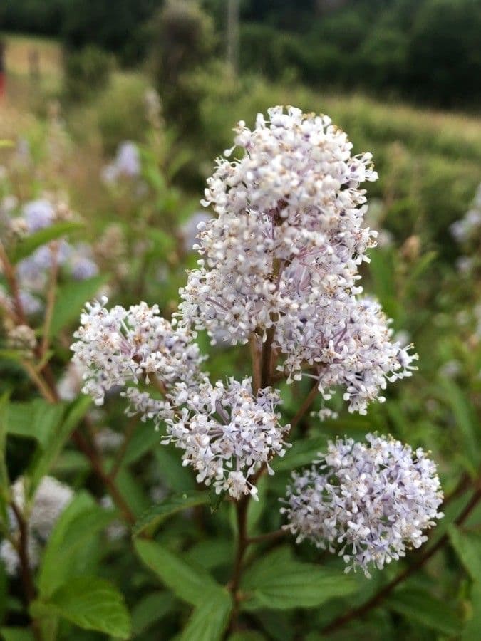 Ceanothus americký 9
