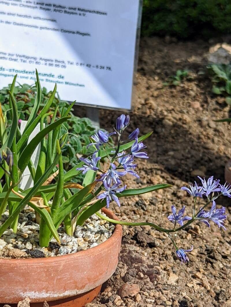 Hyacinthoides 2