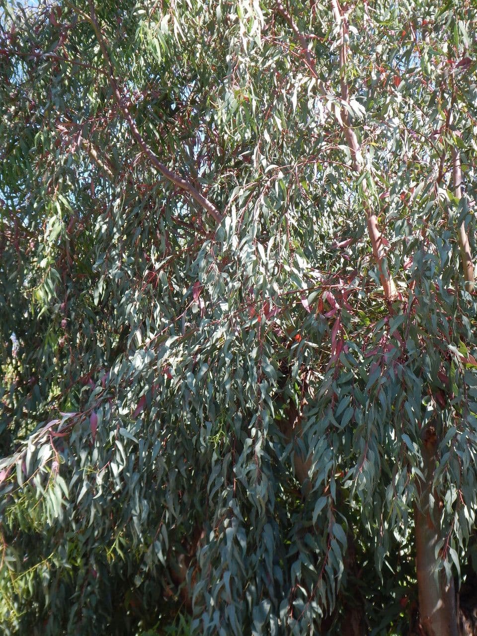 Eucalipto rosso 30