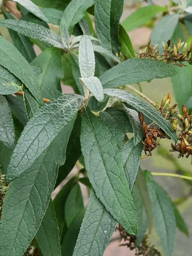 Buddleja di David 17