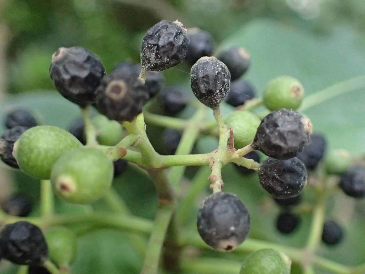 Coptosperma borbonicum