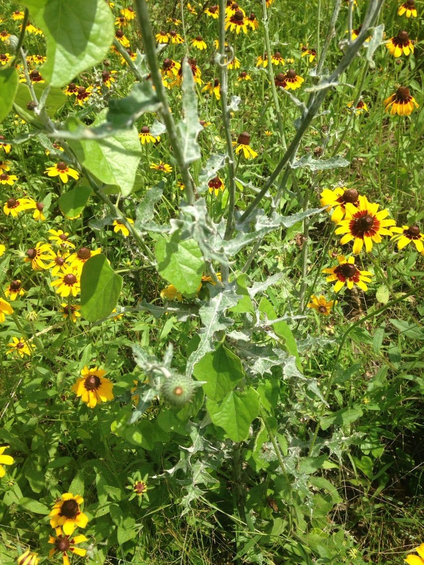 Texas-Distel 9