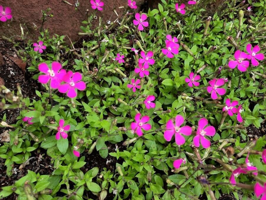 Silene pseudoatocion 3