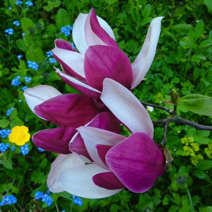 Magnolier 10