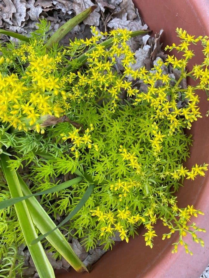 Sedum messicano