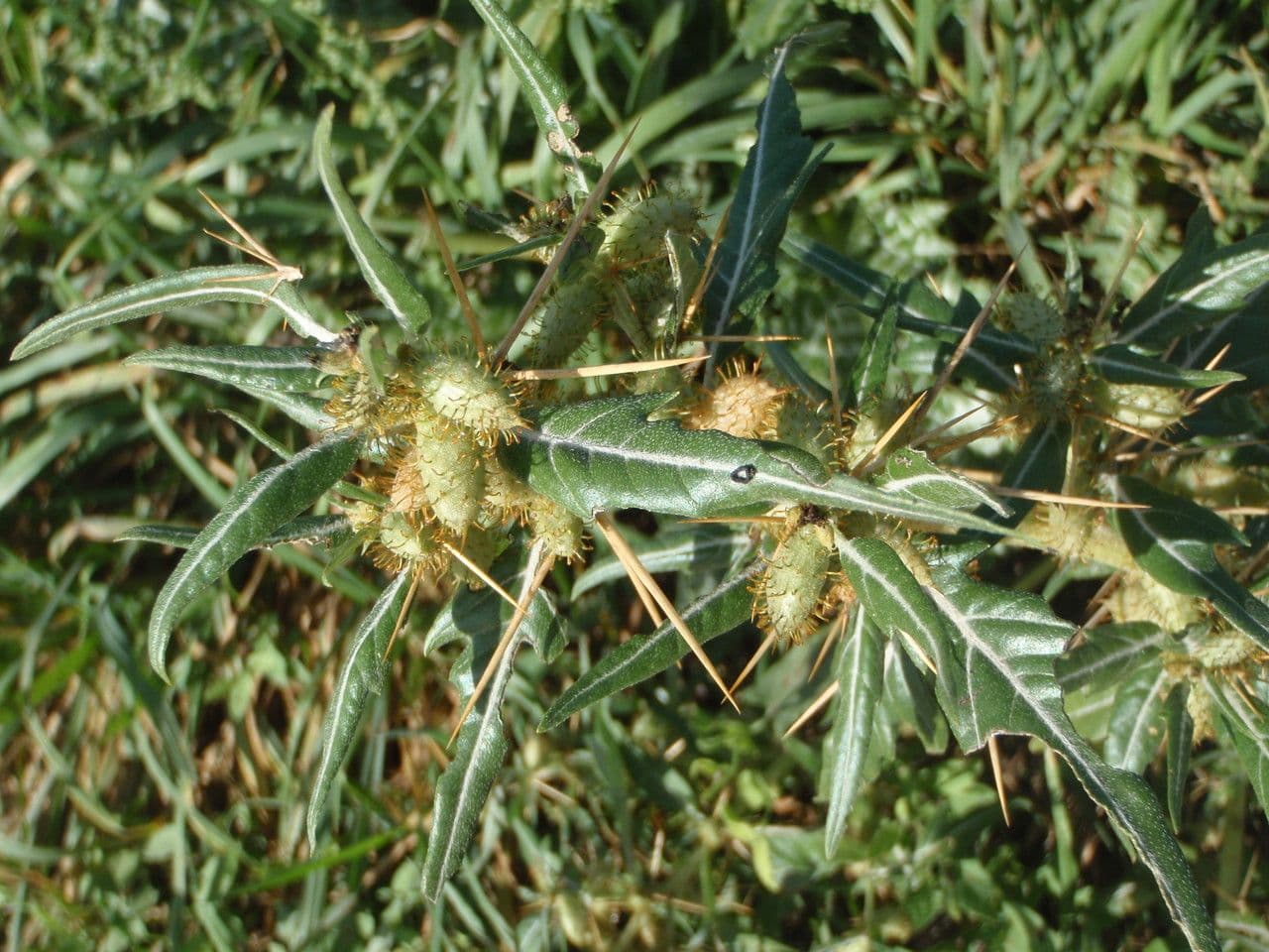 Lappola spinosa 29