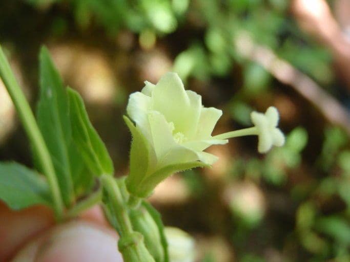 Epilobio giallo 12
