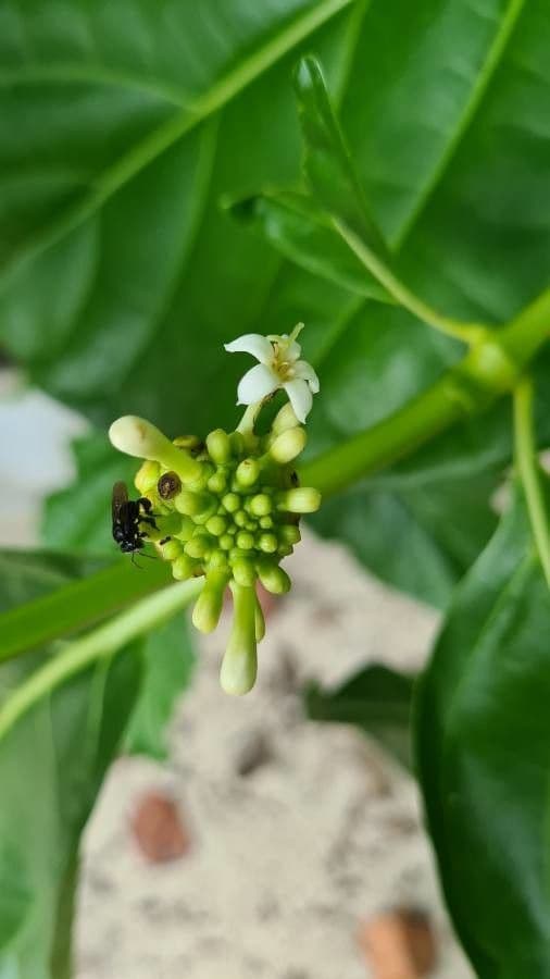 Indische Maulbeere 6