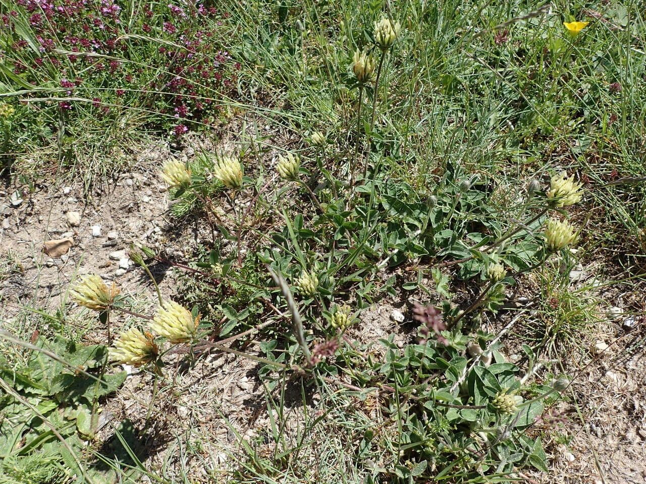 Sulphur clover 13