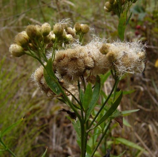Baccharis 4