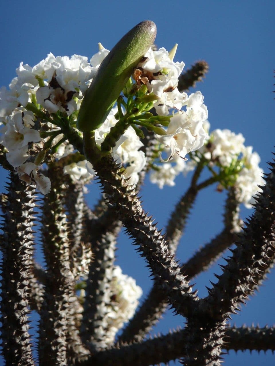 Pachypodium 12