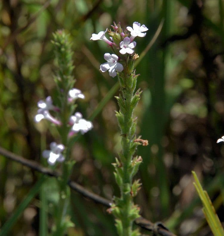 Verbena californiana