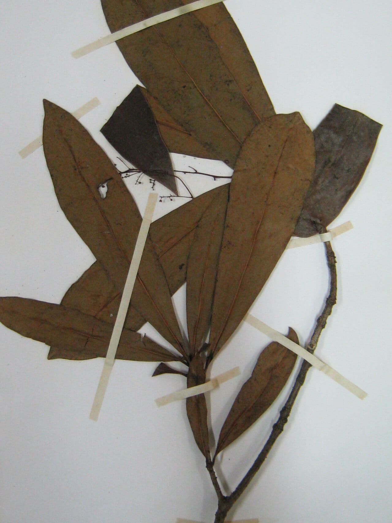 Cybianthus 2