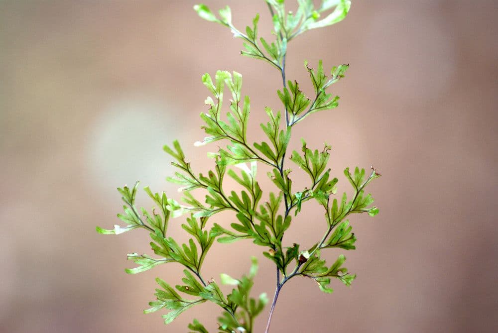 Hymenophyllum 7