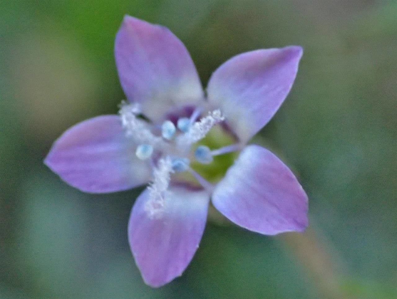 Gilia 5