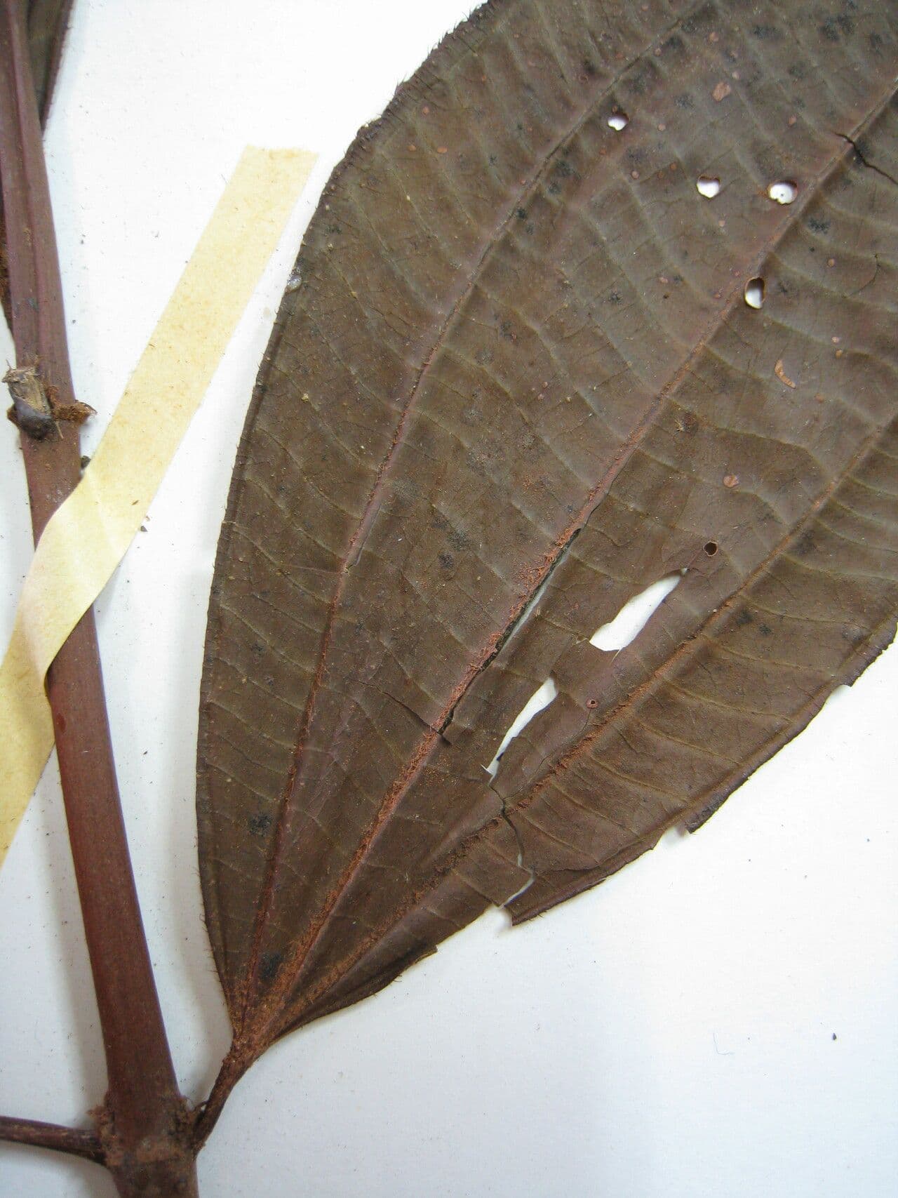 Traubige Miconie 4