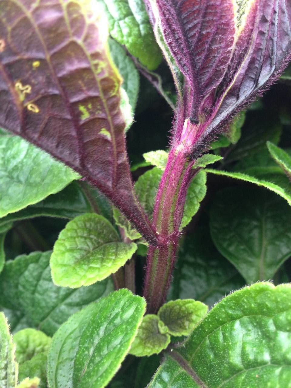 Plectranthus 18