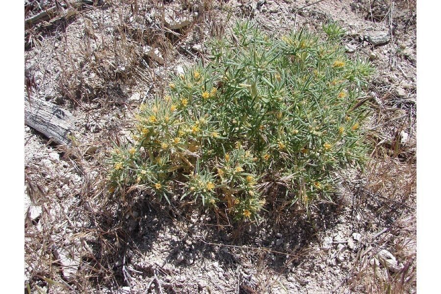 Mentzelia 4
