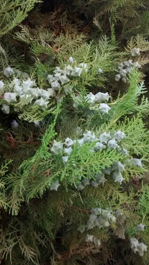 Arborvitae oriental 5