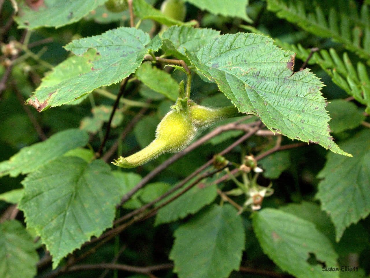 Nocciolo cornutato 13