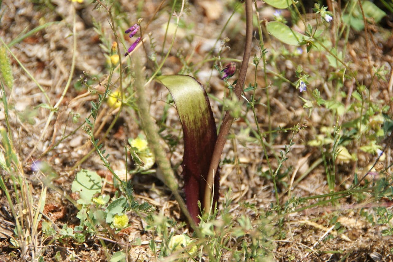 Schmalblättriges Biarum 9